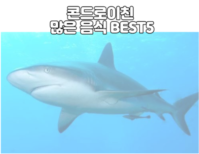 콘드로이친 많은 음식