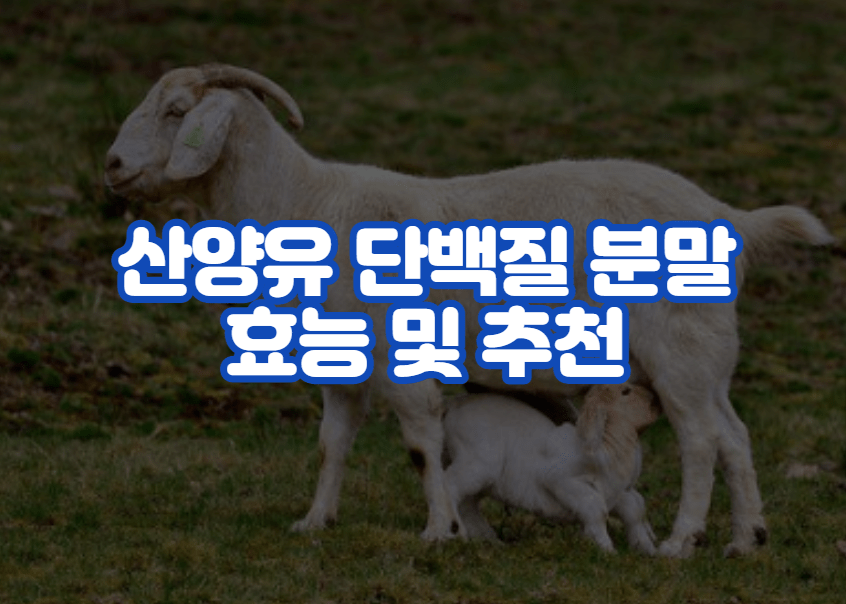 산양유 단백질 분말 효능 및 추천