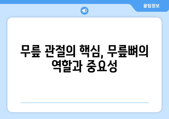 허벅지 뼈| 당신의 움직임을 지탱하는 핵심, 허벅지뼈와 무릎뼈의 중요성 | 해부학, 기능, 건강