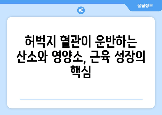 허벅지 근육의 힘, 혈관 공급이 책임진다! | 허벅지 혈관, 근육, 산소, 영양소, 건강