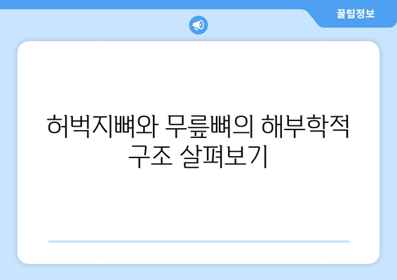 허벅지 뼈| 당신의 움직임을 지탱하는 핵심, 허벅지뼈와 무릎뼈의 중요성 | 해부학, 기능, 건강