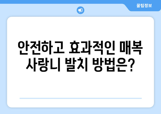 매복 사랑니, 안전하고 효과적인 발치 방법 완벽 가이드 | 사랑니 발치, 통증 완화, 회복 팁