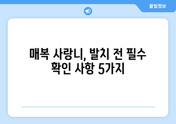 매복 사랑니 발치 전 꼭 알아야 할 5가지 필수 확인 사항 | 사랑니 발치, 주의사항, 준비물, 치과 상담