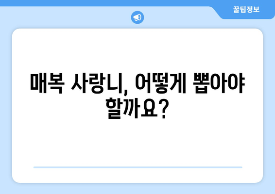 매복 사랑니 발치, 어떤 방법이 나에게 맞을까? | 매복 사랑니 발치 방법 선택 가이드, 발치 후 관리 팁