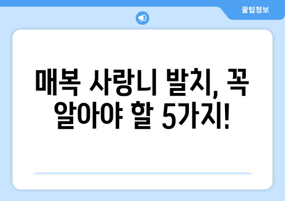 매복 사랑니 발치 전 꼭 체크해야 할 5가지 필수 사항 | 사랑니 발치, 치과, 통증, 주의사항, 비용